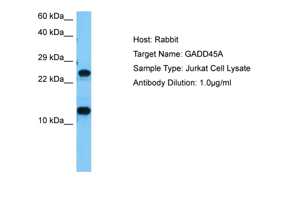 Host: Rabbit Target Name: GADD45A Sample Tissue: Human Jurkat Whole Cell lysates Antibody Dilution: 1ug/ml