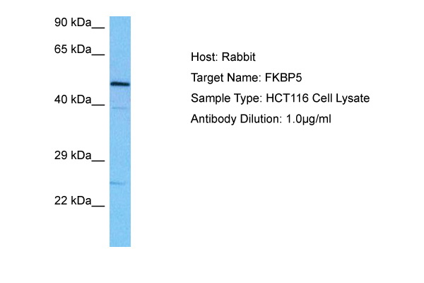 Surface staining of human peripheral blood leukocytes with anti-human CD28 (CD28.2) APC.