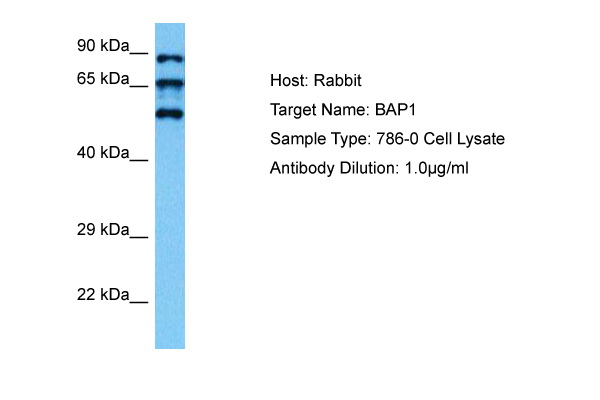 Whole lysate of serum starved SH-SY5Y cells was applied to SDS-PAGE and tranferred to a PVDF membrane. The Immunoblot was probed with the indicated monoclonal antibodies at 0.5 ug/ml for 1h at 15-22°C and developed with ECL (exposure time: 30 sec). Lane M: Molec ular Weight marker Lane 1: AM20205PU-N (Clone 7C6) Lane 2: AM20206PU-N (Clone 11C3)