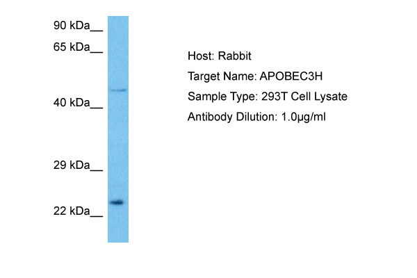 Host: Rabbit Target Name: APOBEC3H Sample Tissue: Human 293T Whole Cell lysates Antibody Dilution: 1ug/ml