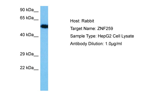 Host: Rabbit Target Name: ZNF259 Sample Tissue: Human HepG2 Whole Cell lysates Antibody Dilution: 1ug/ml