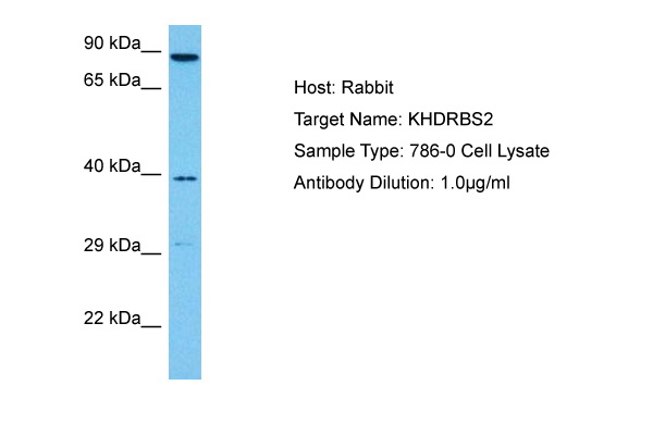 Host: Rabbit Target Name: KHDRBS2 Sample Tissue: Human 786-0 Whole Cell lysates Antibody Dilution: 1ug/ml
