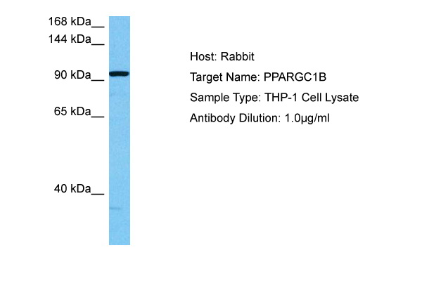 Host: Rabbit Target Name: PPARGC1B Sample Tissue: Human THP-1 Whole Cell lysates Antibody Dilution: 1ug/ml