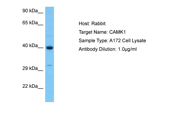 Host: Rabbit Target Name: CAMK1 Sample Tissue: Human A172 Whole Cell lysates Antibody Dilution: 1ug/ml