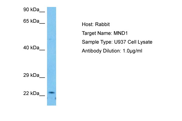 Host: Rabbit Target Name: MND1 Sample Tissue: Human U937 Whole Cell lysates Antibody Dilution: 1ug/ml