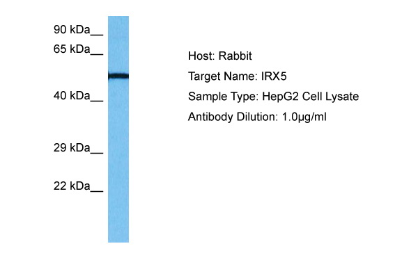 Host: Rabbit Target Name: IRX5 Sample Tissue: Human HepG2 Whole Cell lysates Antibody Dilution: 1ug/ml