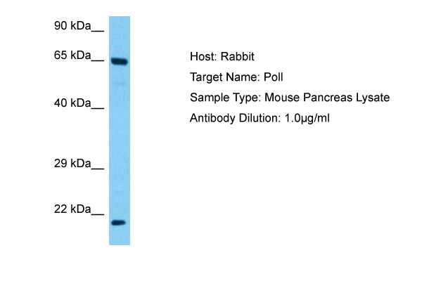 Host: Rabbit Target Name: POLL Sample Tissue: Mouse Pancreas lysates Antibody Dilution: 1ug/ml