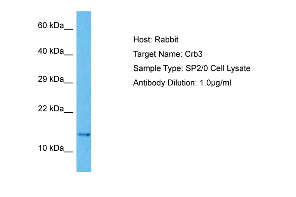 Host: Rabbit Target Name: CRB3 Sample Tissue: Mouse SP2/0 Whole Cell lysates Antibody Dilution: 1ug/ml