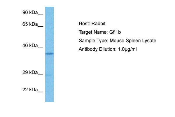 Host: Rabbit Target Name: GFI1B Sample Tissue: Mouse Spleen lysates Antibody Dilution: 1ug/ml