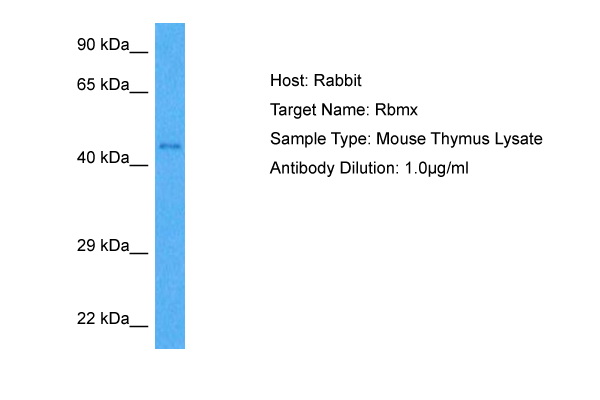 Host: Rabbit Target Name: RBMX Sample Tissue: Mouse Thymus lysates Antibody Dilution: 1ug/ml