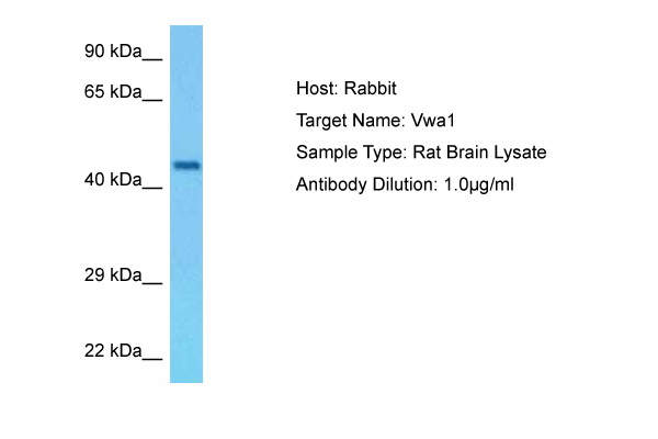 Host: Rabbit Target Name: VWA1 Sample Tissue: Rat Brain lysates Antibody Dilution: 1ug/ml