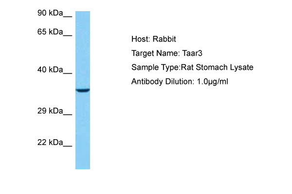 Host: Rabbit Target Name: TAAR3 Sample Tissue: Rat Stomach lysates Antibody Dilution: 1ug/ml