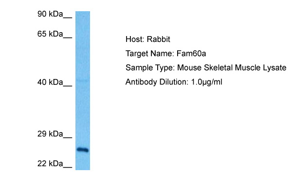 Host: Rabbit Target Name: FAM60A Sample Tissue: Mouse Skeletal Muscle lysates Antibody Dilution: 1ug/ml