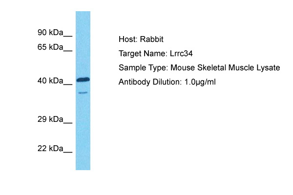 Host: Rabbit Target Name: LRRC34 Sample Tissue: Mouse Skeletal Muscle lysates Antibody Dilution: 1ug/ml