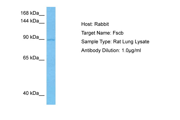 Host: Rabbit Target Name: FSCB Sample Tissue: Rat Lung lysates Antibody Dilution: 1ug/ml