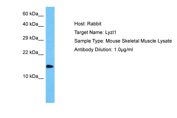 Host: Rabbit Target Name: LYZL1 Sample Tissue: Mouse Mouse Skeletal Muscle lysates Antibody Dilution: 1ug/ml
