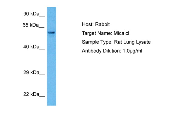 Host: Rabbit Target Name: MICALCL Sample Tissue: Rat Lung lysates Antibody Dilution: 1ug/ml