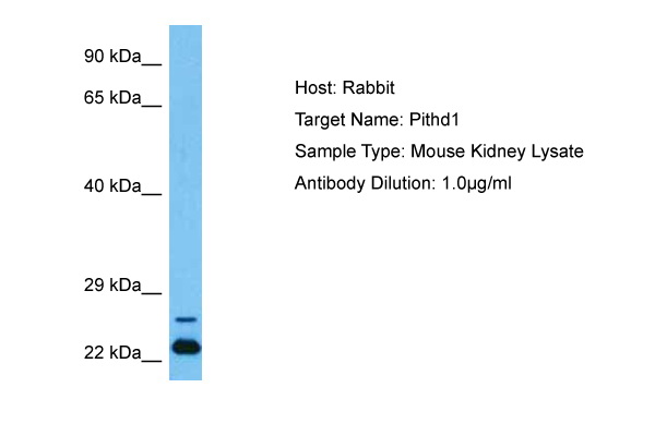 Host: Rabbit Target Name: PITHD1 Sample Tissue: Mouse Kidney lysates Antibody Dilution: 1ug/ml