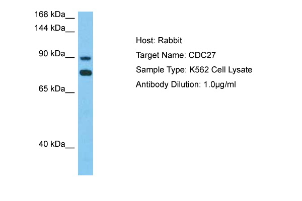 SDS-PAGE analysis of purified BEP-5A1 monoclonal antibody. Lane 1: molec ular weight marker, Lane 2: 2 ug of purified BEP-5A1 antibody. Proteins were separated by SDSPAGE and stained with RAPID StainTM Reagent 3.and stained with RAPID StainTM Reagent 3.