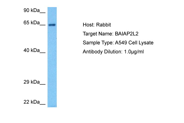 Host: Rabbit Target Name: BAIAP2L2 Sample Tissue: Human A549 Whole Cell lysates Antibody Dilution: 1ug/ml