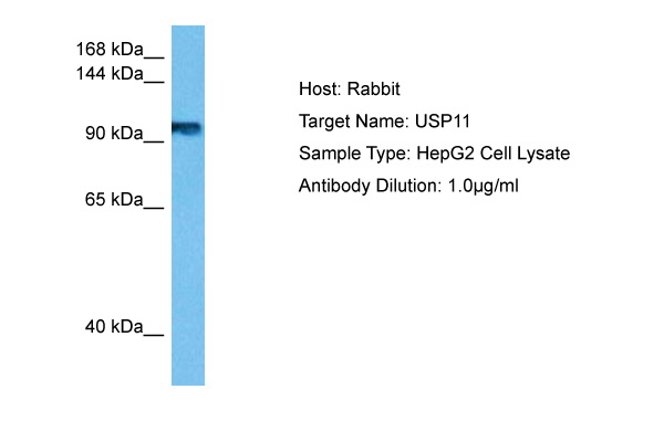 Host: Rabbit Target Name: USP11 Sample Tissue: Human HepG2 Whole Cell lysates Antibody Dilution: 1ug/ml