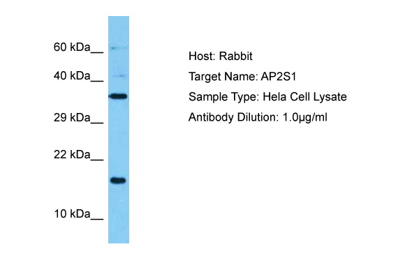 Host: Rabbit Target Name: AP2S1 Sample Tissue: Human Hela Whole Cell lysates Antibody Dilution: 1ug/ml
