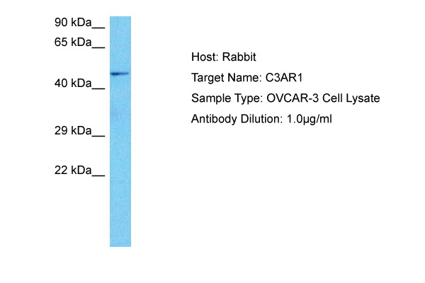 Host: Rabbit Target Name: C3AR1 Sample Tissue: Human OVCAR-3 Whole Cell lysates Antibody Dilution: 1ug/ml