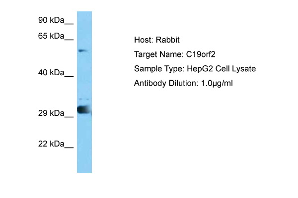 Host: Rabbit Target Name: C19ORF2 Sample Tissue: Human HepG2 Whole Cell lysates Antibody Dilution: 1ug/ml