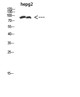 Western blot analysis of Cactin in hepg2 lysates using Cactin antibody.