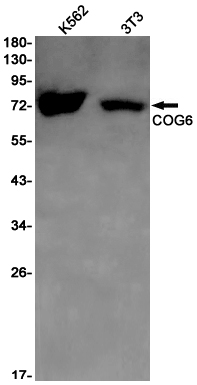 Western blot detection of COG6 in K562,3T3 cell lysates using COG6 Rabbit mAb(1:1000 diluted).Predicted band size:73kDa.Observed band size:73kDa.