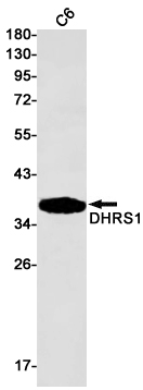 Western blot analysis of DHRS1 in C6 lysates using DHRS1 antibody.