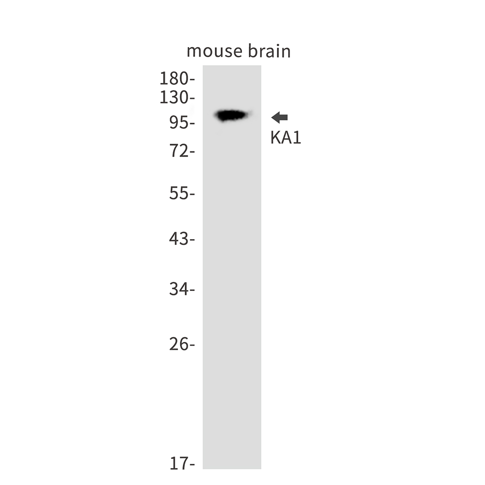 Western blot analysis of KA1 in mouse brain lysates using KA1 antibody.