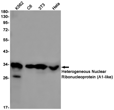 Western blot analysis of Heterogeneous Nuclear Ribonucleoprotein (A1like) in K562, C6, 3T3, Hela lysates using HNRNPA1L2 antibody.