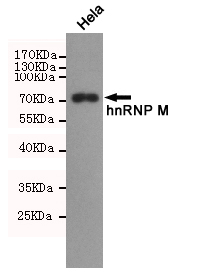 Western blot analysis of extracts from Hela cell lysates using hnRNP M Rabbit pAb (1:500 diluted).Predicted band size:70kDa.Observed band size:70kDa.