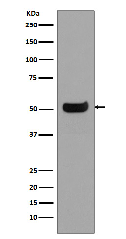 Western blot analysis of IgG4 in Human spleen lysates using Human IgG4 antibody.