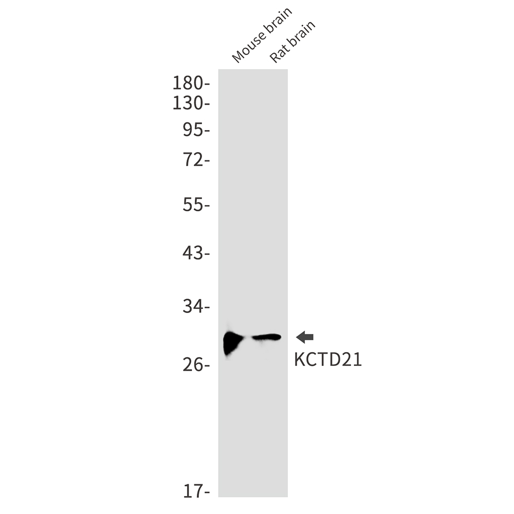 Western blot analysis of KCTD21 in mouse brain, rat brain lysates using KCTD21 antibody.