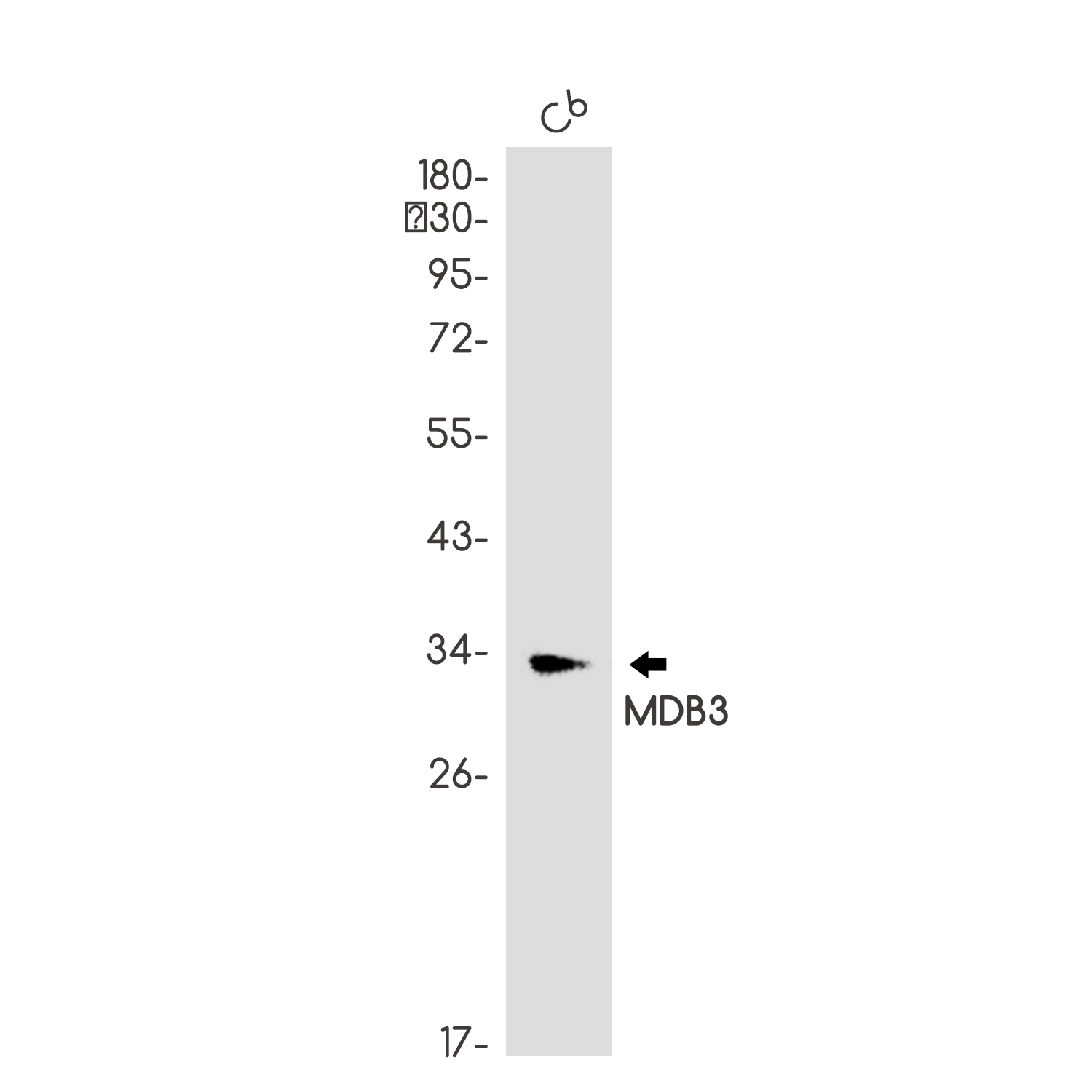 Western blot analysis of MDB3 in C6 lysates using MDB3 antibody.