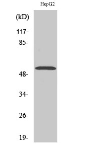 Western blot analysis of PKNOX2 in HepG2 lysates using PKNOX2 antibody.