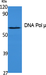 Western blot analysis of DNA Polymerase mu in K562 lysates using DNA Pol micro antibody.