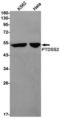 Western blot analysis of PTDSS2 in K562, Hela lysates using PSS2 antibody.