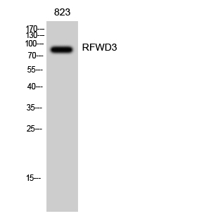 Western blot analysis of RFWD3 in 823 lysates using RFWD3 antibody.