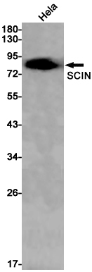 Western blot analysis of SCIN in Hela lysates using SCIN antibody.
