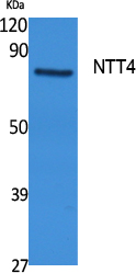 Western blot analysis of NTT4 in rat stomach lysates using NTT4 antibody.