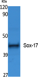 Western blot analysis of SOX17 in Jurkat lysates using Sox17 antibody.