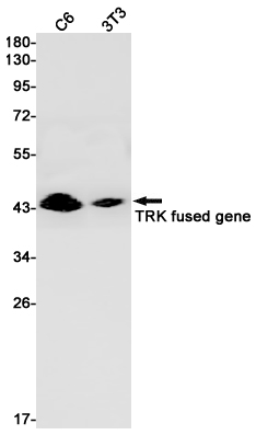 Western blot analysis of TRK fused gene in C6, 3T3 lysates using TFG antibody.