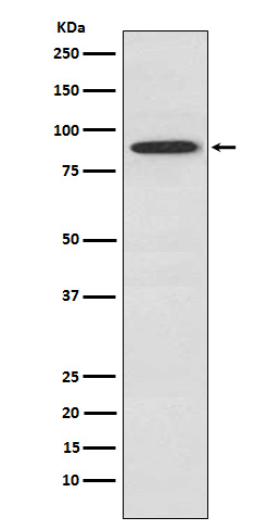 Western blot analysis of SAE2 / UBA2 in A549 lysates using UBA2 antibody.