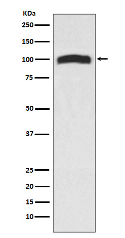 Western blot analysis of VAV2 in 293T lysates using VAV2 antibody.
