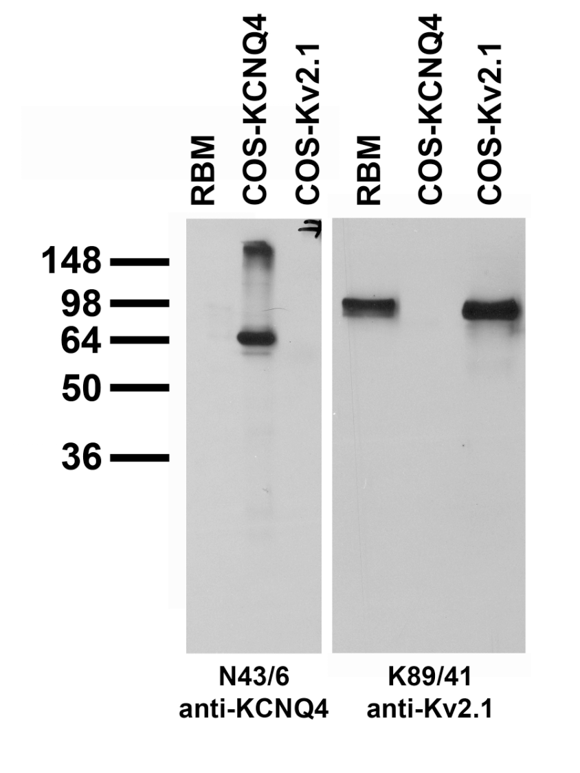 Sandwich ELISA using Interleukin-3 / IL3 Antibody Cat.-No AM32452PU-N