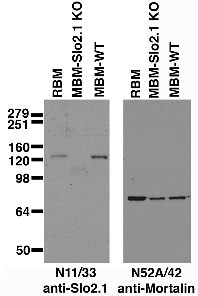 Immunoblot against brain membranes from adult rat (RBM) or from Slo2.1 knockout (MBM-Slo2.1 KO) or wild-type (MBM-WT) mice probed with N11/33 (left) or N52A/42 (right) TC supe. Mouse brains courtesy of Chris Lingle (Washington University).