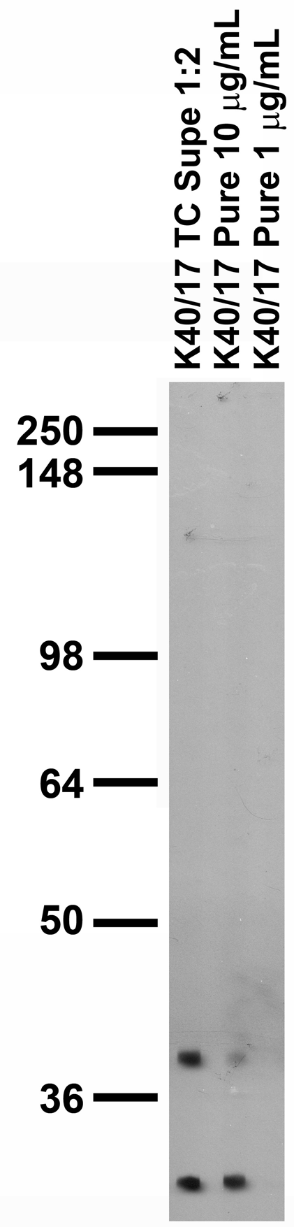 Adult rat brain membrane immunoblot